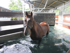 Horses enjoy being in water